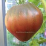 Dwarf Purple Heart Tomato