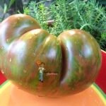 Dwarf Tennessee Suited Tomato