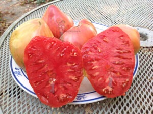 Eugenia Tomato