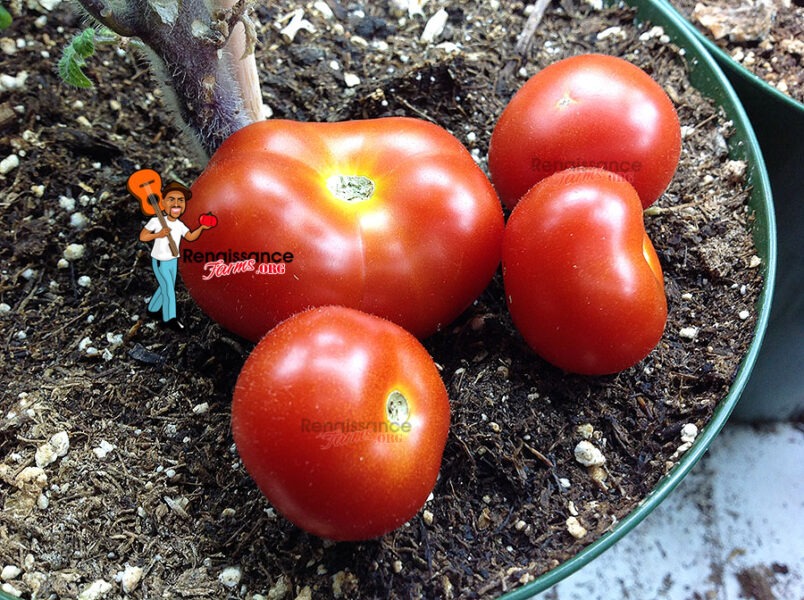 Florida Petite Micro Dwarf Tomato Seeds For Sale At