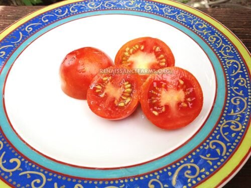 Iditarod Red Dwarf Tomato