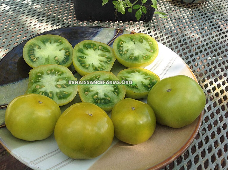 Lime Green Salad Dwarf Tomato Renaissance Farms Heirloom