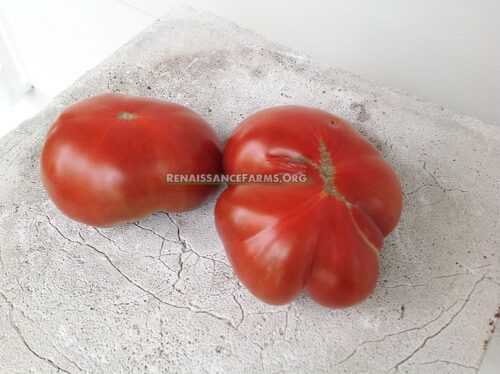 Dwarf Mahogany Tomato - Renaissance Farms Heirloom Tomato Seeds