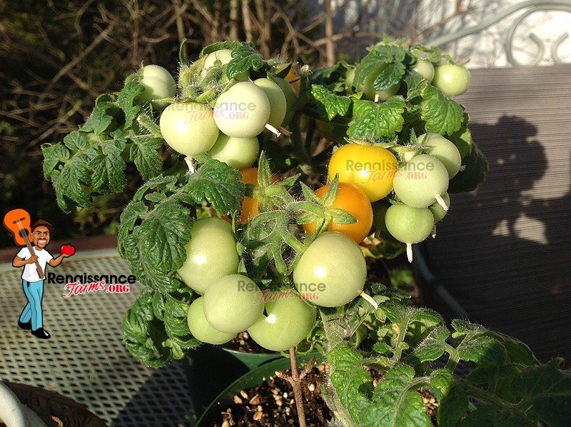 Details about   Tomato Aztek Tomato-Mini Tomato Seeds-Seeds-Dwarf Tomato show original title 10