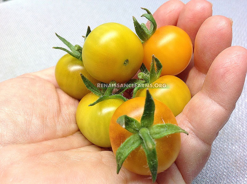Hahms Gelbe Micro Dwarf Tomato - Renaissance Farms Heirloom Tomato Seeds