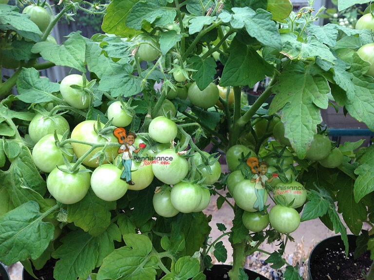 Mohamed Micro Dwarf Tomato Renaissance Farms Heirloom Tomato Seeds