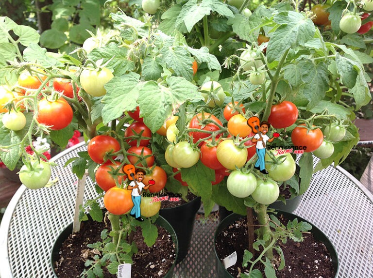 Mohamed Micro Dwarf Tomato Renaissance Farms Heirloom Tomato Seeds