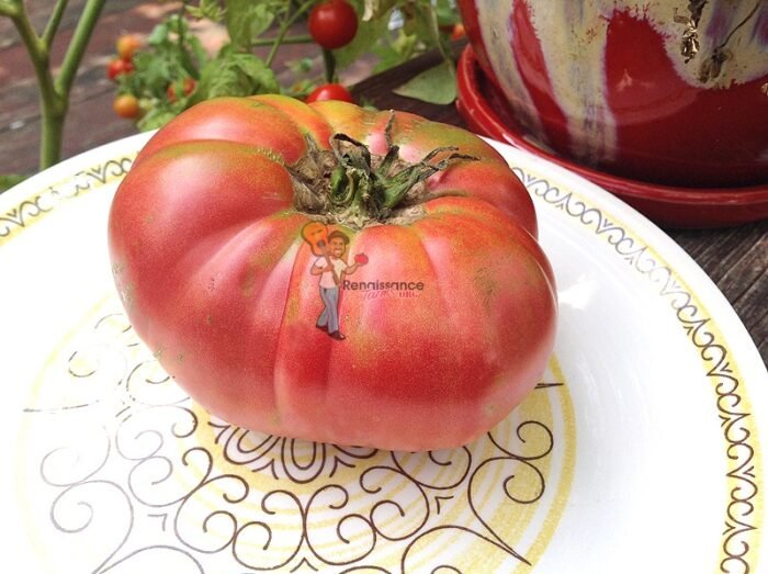 Mother's_Love_Tomato