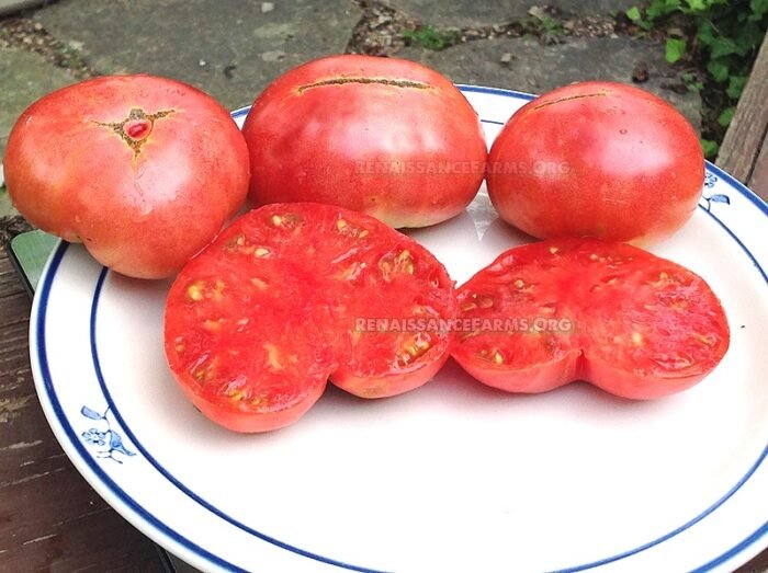 New Big Dwarf Tomato Pictures