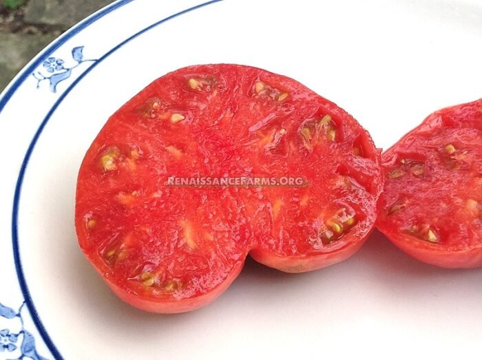 New Big Dwarf Tomato Plants