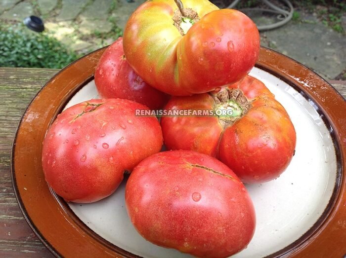 New Big Dwarf Tomatoes