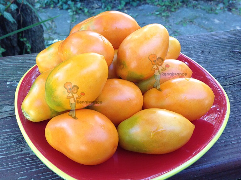 Caprese Renaissance Orange Caprese Tomato - Renaissance Farms Heirloom Tomato Seeds