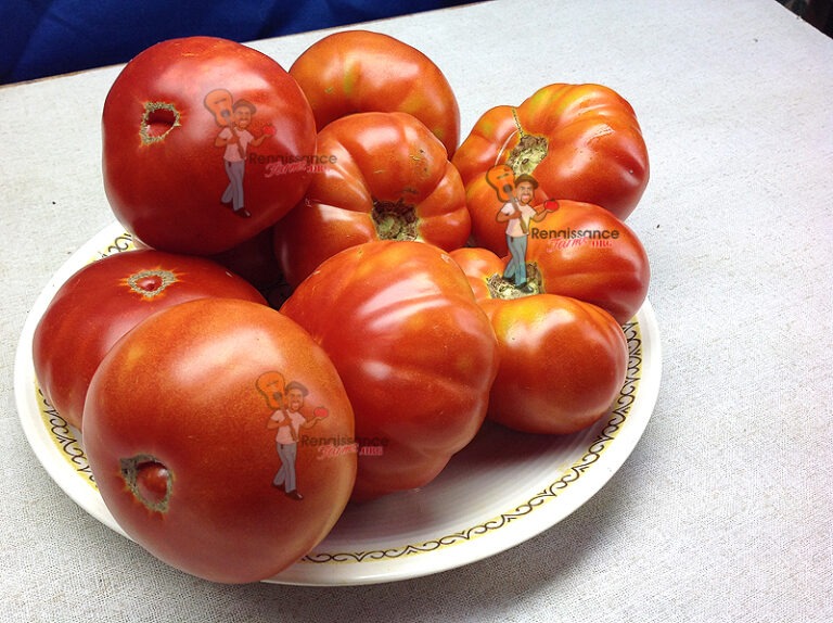 Ponderosa Beefsteak Tomato Renaissance Farms Heirloom Tomato Seeds
