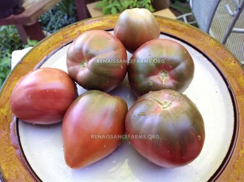Purple Heart Dwarf Tomato