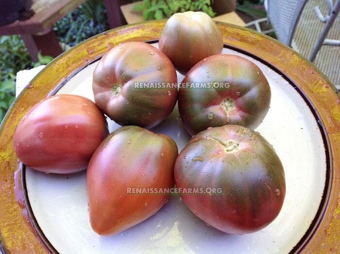 Purple Heart Dwarf Tomato
