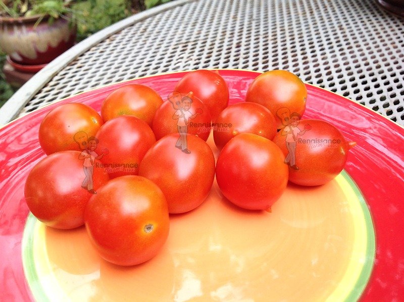 Heirloom Renaissance Seeds Reisentraube Farms - Tomato Tomato