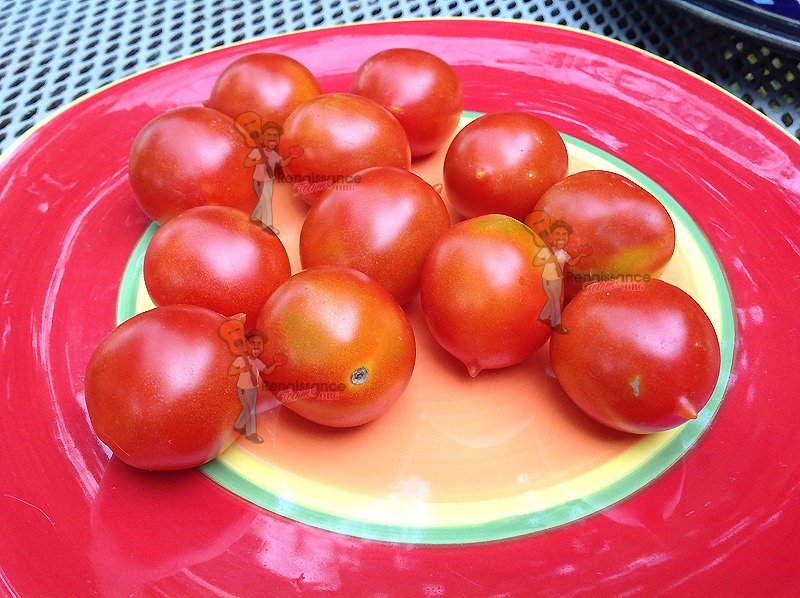 Reisentraube Tomato - Renaissance Farms Heirloom Tomato Seeds