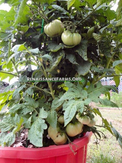 Rosella Purple Dwaf Tomato Plant