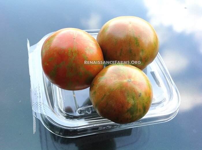 Sarandipity Dwarf Tomato