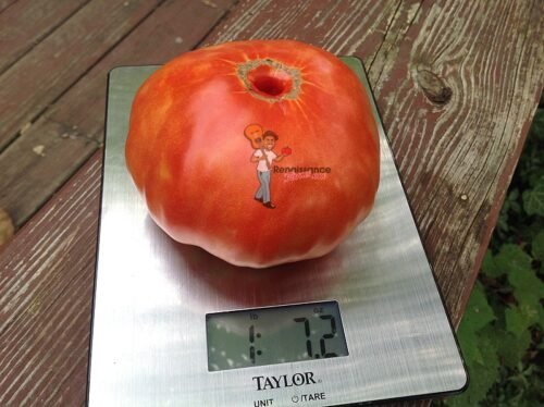 Shuntuk Giant Tomato