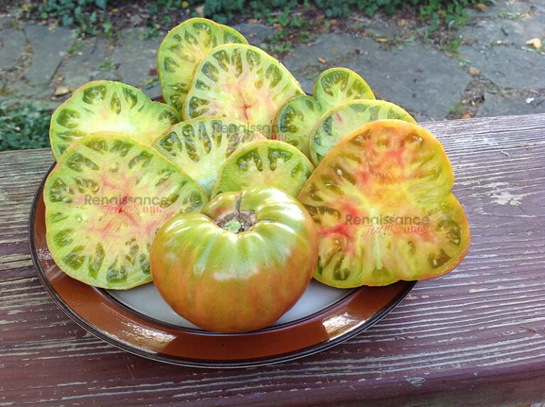 Muddy Mamba Tomato Seeds For Sale At Renaissance Farms.