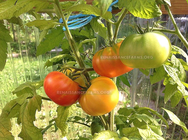 Some Facts About Dwarf Tomatoes That Can Help You Decide