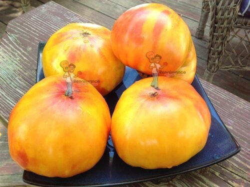 Tuxhorn's Red And Yellow Tomato