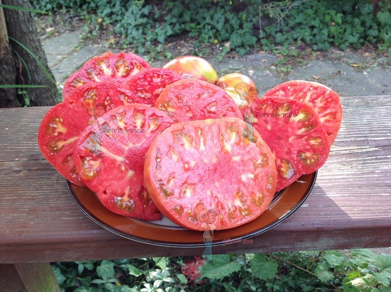 Vechnyi Zov Tomato