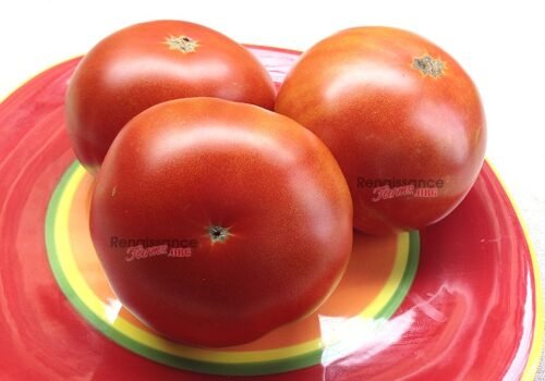 Waratah Dwarf Tomato