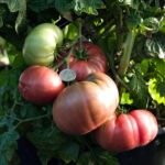 Rosella Purple Dwarf Tomato