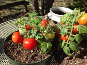 Andrina Micro Dwarf Tomato 2018