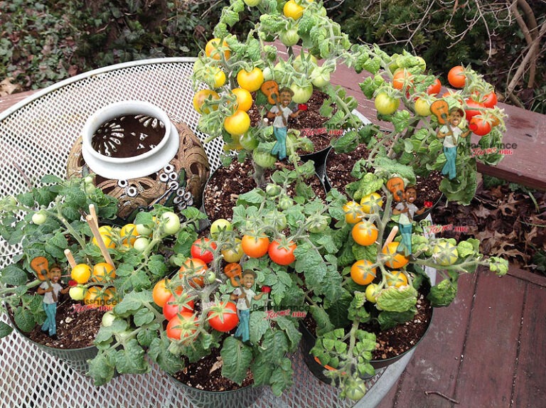 Advantages Of Growing Micro Dwarf Tomatoes Renaissance Farms Heirloom