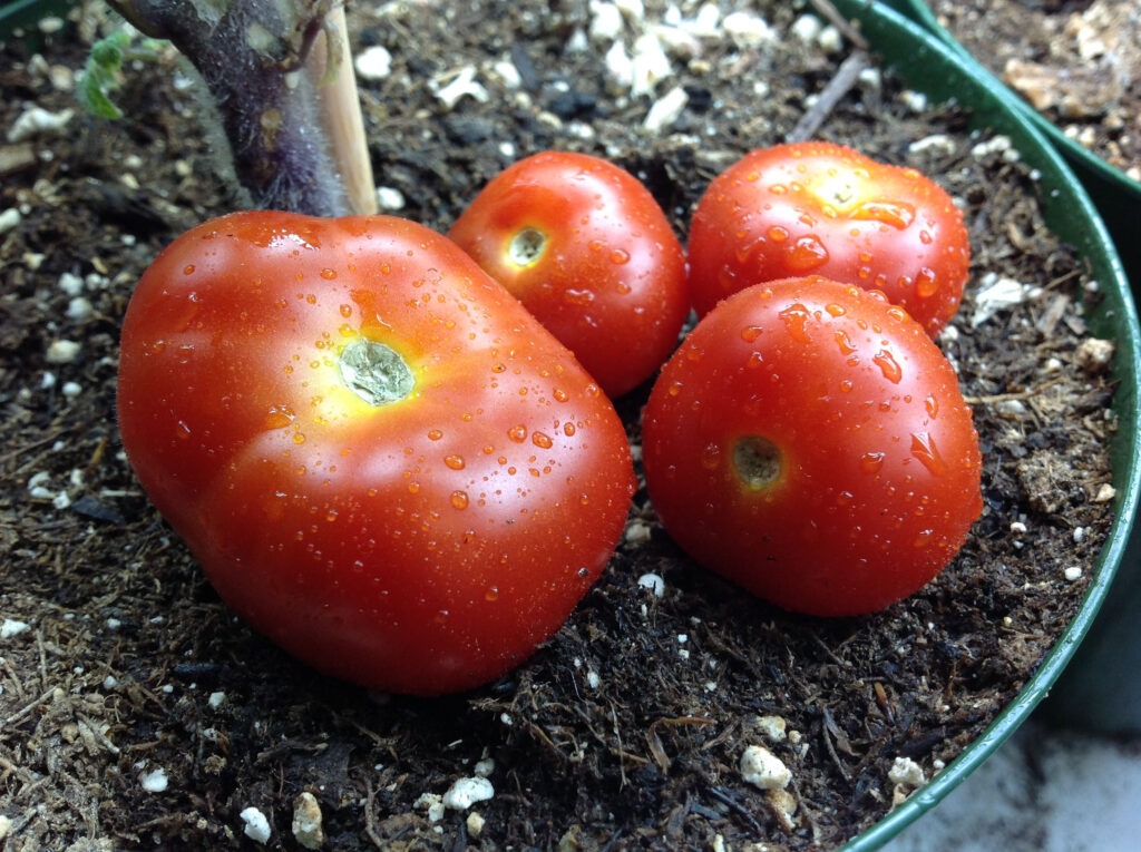 Dwarf Tomatoes For New And Old Gardeners Heirloom Tomato Seeds