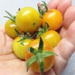 Gold Pearl Micro Dwarf Tomato 2018