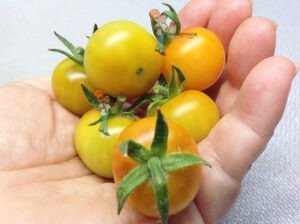 Gold Pearl Micro Dwarf Tomato 2018