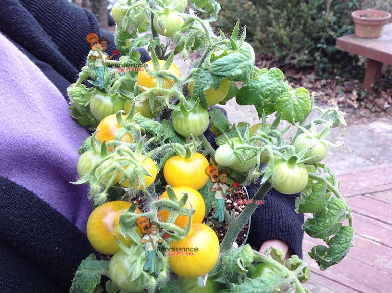 Advantages Of Growing Micro Dwarf Tomatoes Renaissance Farms Heirloom