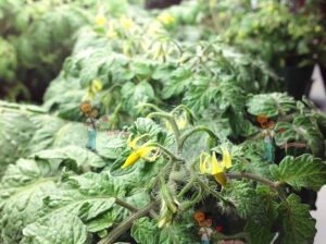 Micro Dwarf Tomato Plant Blooming 2018