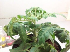 Miniature Dwarf Tomato Plant