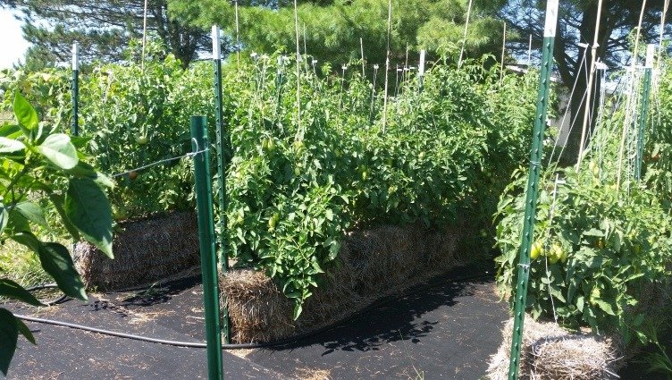 Tomatoes In Straw Bale