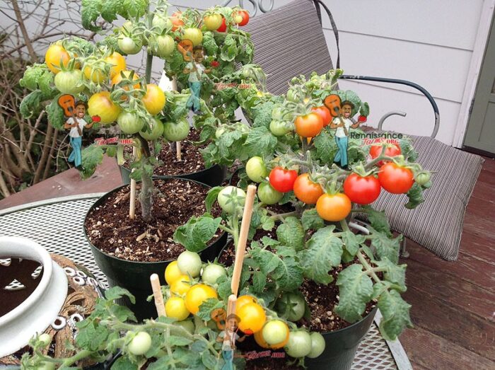 Advantages Of Growing Micro Dwarf Tomatoes Renaissance Farms Heirloom