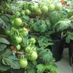 Miniature Dwarf Tomato Plants 2018