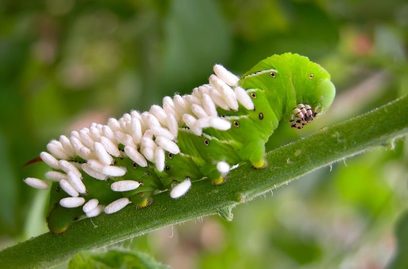 download controlling tomato hornworm