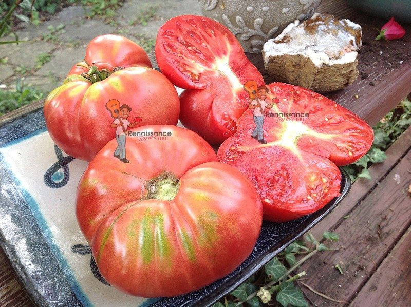 Soldacki Tomato Seeds For Sale At Renaissance Farms