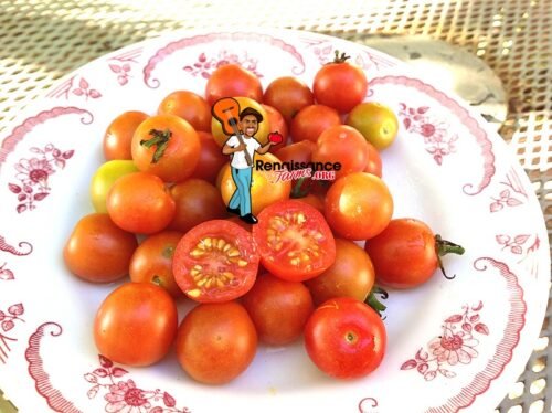 Iva's Red Berry Tomato