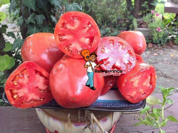 African Vining Tomato 2018