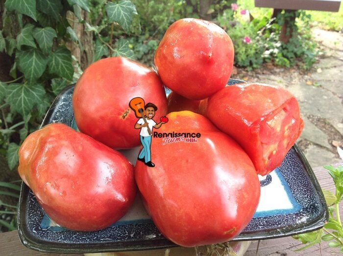 African Vining Tomato