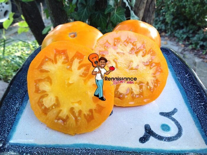 Altai Orange Tomato 2018