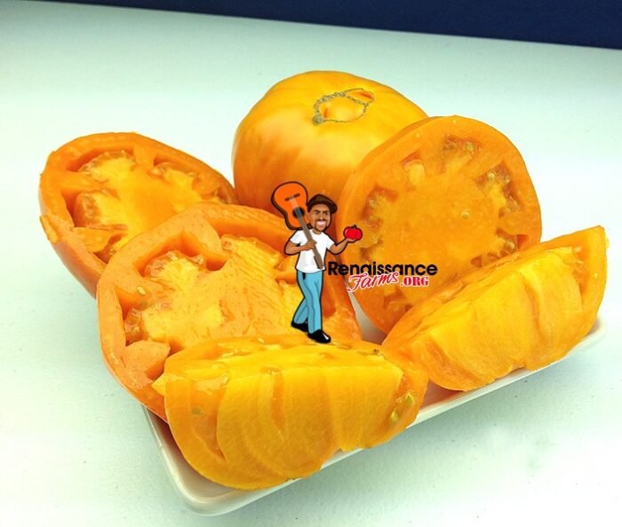 Altai Orange Tomato Pictures