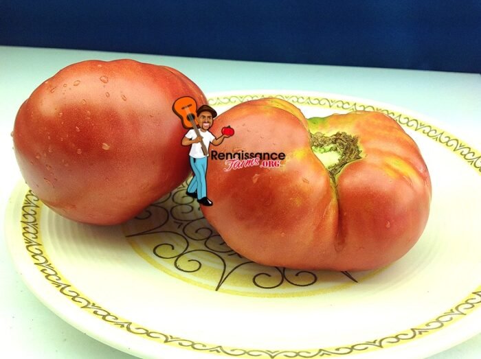 Anna's Kentucky Tomato Image