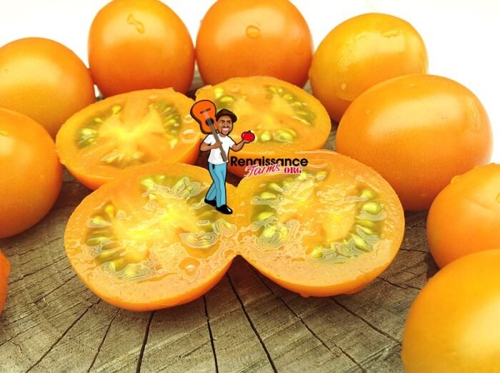 Big-Sungold-Select-Tomato